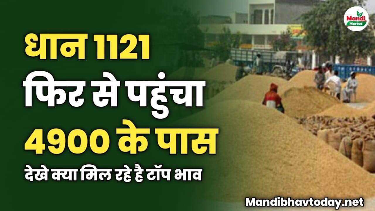 धान 1121 फिर से पहुंचा 4900 के पास | देखे क्या मिल रहे है टॉप भाव