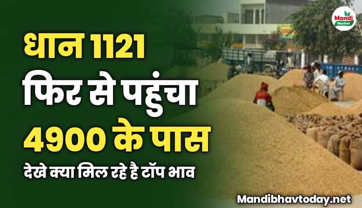 धान 1121 फिर से पहुंचा 4900 के पास | देखे क्या मिल रहे है टॉप भाव 