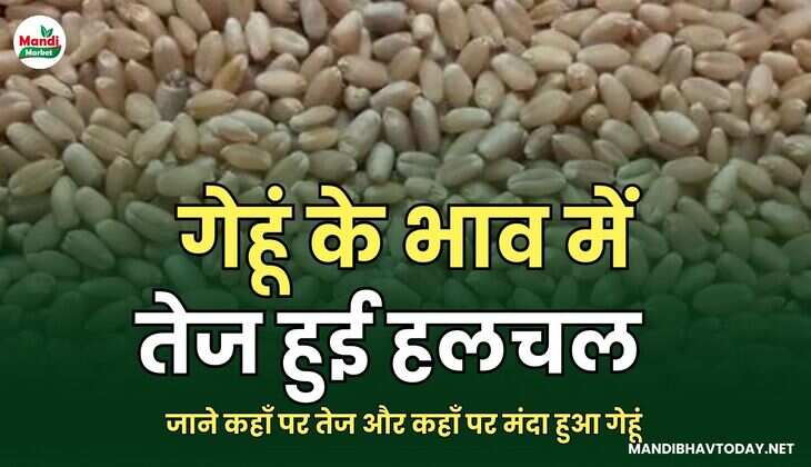 गेहूं के भाव में तेज हुई हलचल | जाने कहाँ पर तेज और कहाँ पर मंदा हुआ गेहूं