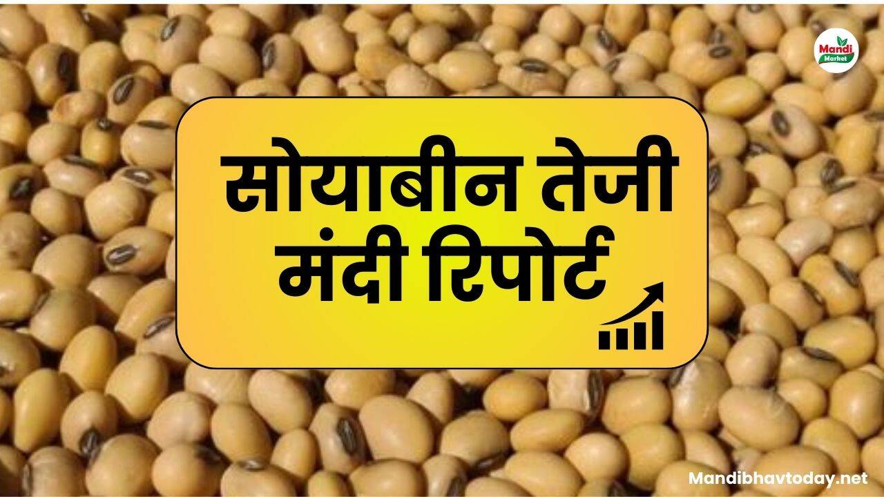  सोयाबीन तेजी मंदी रिपोर्ट