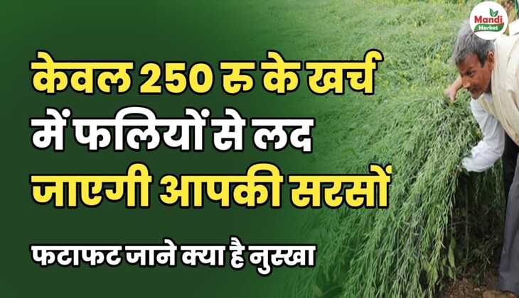 केवल 250 रुपए के खर्चे में लद जाएगी फलियों से आपकी सरसों, फटाफट जानें क्या है नुस्खा।