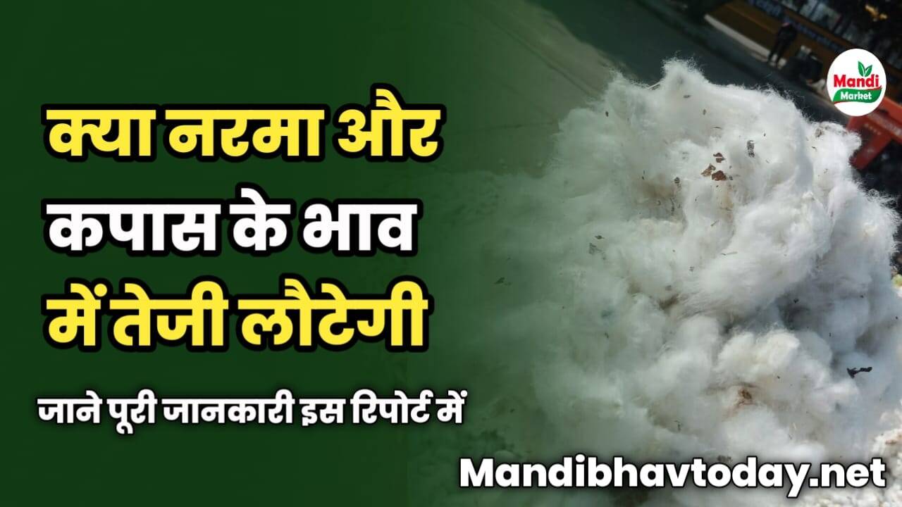 क्या नरमा और कपास के भाव में तेजी लौटेगी | जाने पूरी जानकारी इस रिपोर्ट में