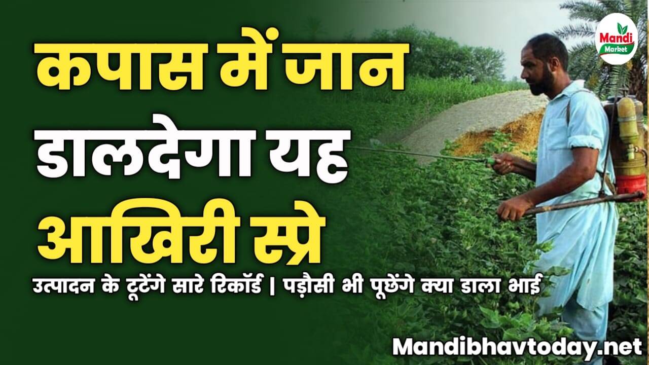 कपास में जान डालदेगा यह आखिरी स्प्रे | उत्पादन के टूटेंगे सारे रिकॉर्ड | पड़ौसी भी पूछेंगे क्या डाला भाई 