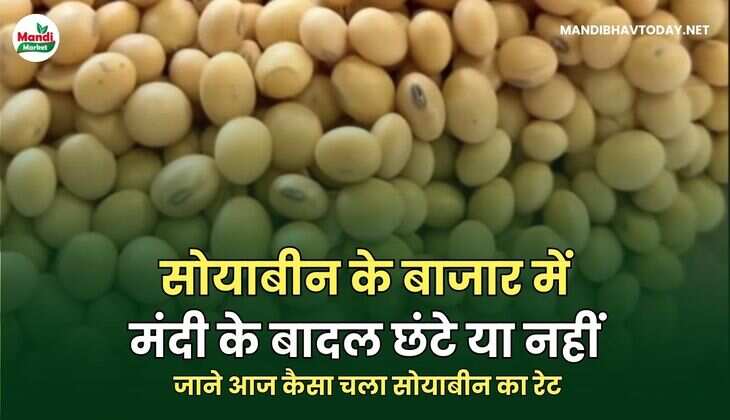  सोयाबीन का रेट