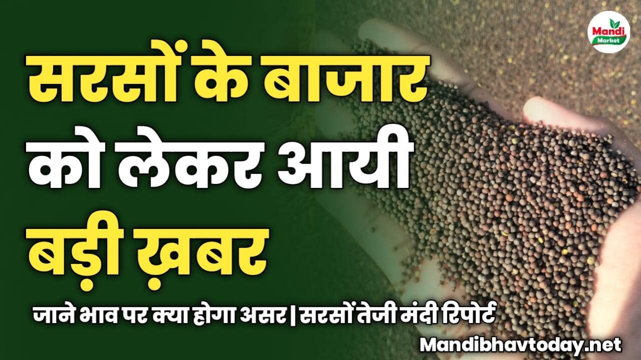 सरसों के बाजार को लेकर आयी बड़ी ख़बर | जाने भाव पर क्या होगा असर | सरसों तेजी मंदी रिपोर्ट