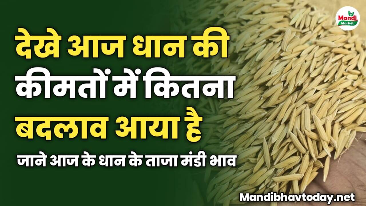 देखे आज धान की कीमतों में कितना बदलाव आया है | जाने आज के धान के ताजा मंडी भाव 