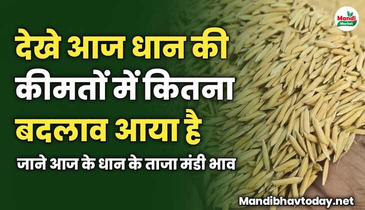 देखे आज धान की कीमतों में कितना बदलाव आया है | जाने आज के धान के ताजा मंडी भाव 