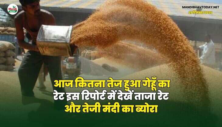 आज कितना तेज हुआ गेहूँ का रेट | इस रिपोर्ट में देखें ताजा रेट और तेजी मंदी का ब्योरा