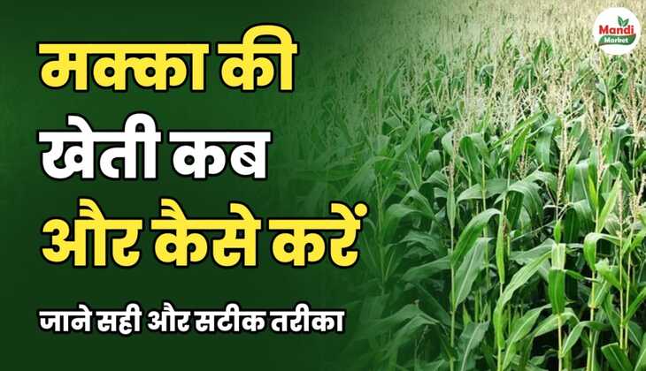 मक्का की खेती कब और कैसे करें, जाने सही और सटीक तरीका