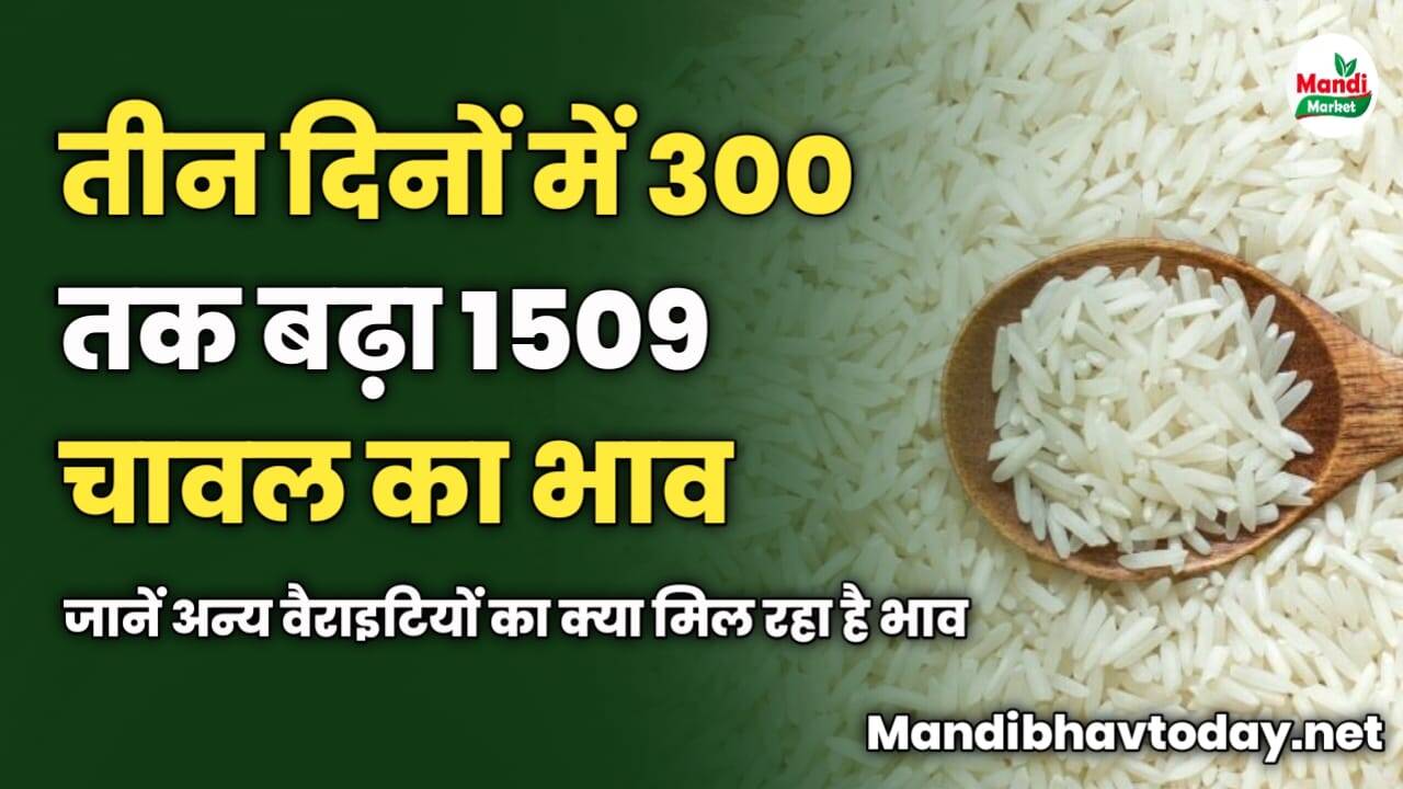 तीन दिनों में 300 तक बढ़ा 1509 चावल का भाव | जानें अन्य वैराइटियों का क्या मिल रहा है भाव