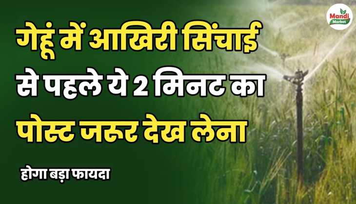 गेहूं में आखिरी सिंचाई से पहले ये 2 मिनट का पोस्ट जरूर देख लेना | होगा बड़ा फायदा