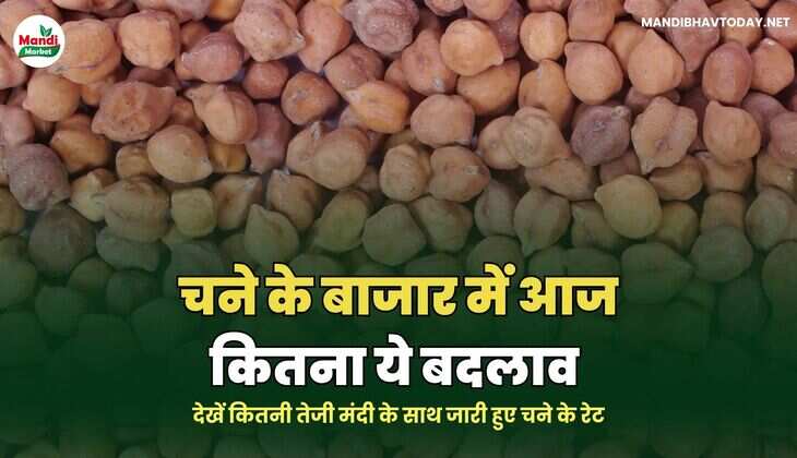  चने के रेट