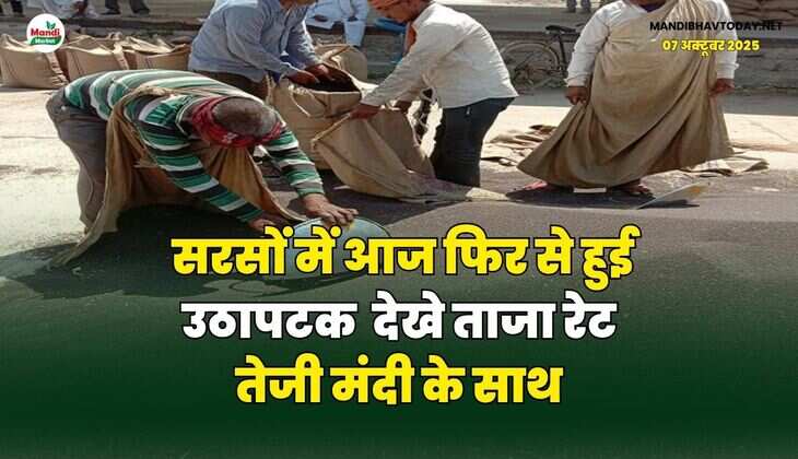 सरसों में आज फिर से हुई उठापटक | देखे ताजा रेट तेजी मंदी के साथ