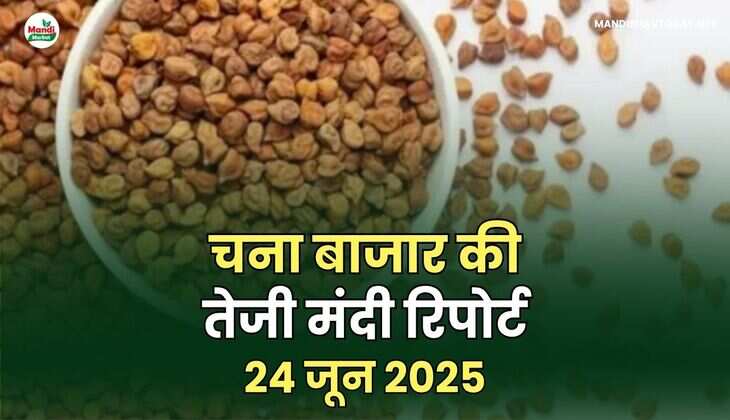 चना बाजार की तेजी मंदी रिपोर्ट  24 june 25