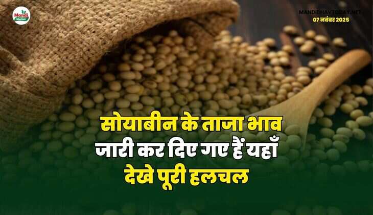 सोयाबीन के ताजा भाव जारी कर दिए गए हैं | यहाँ देखे पूरी हलचल
