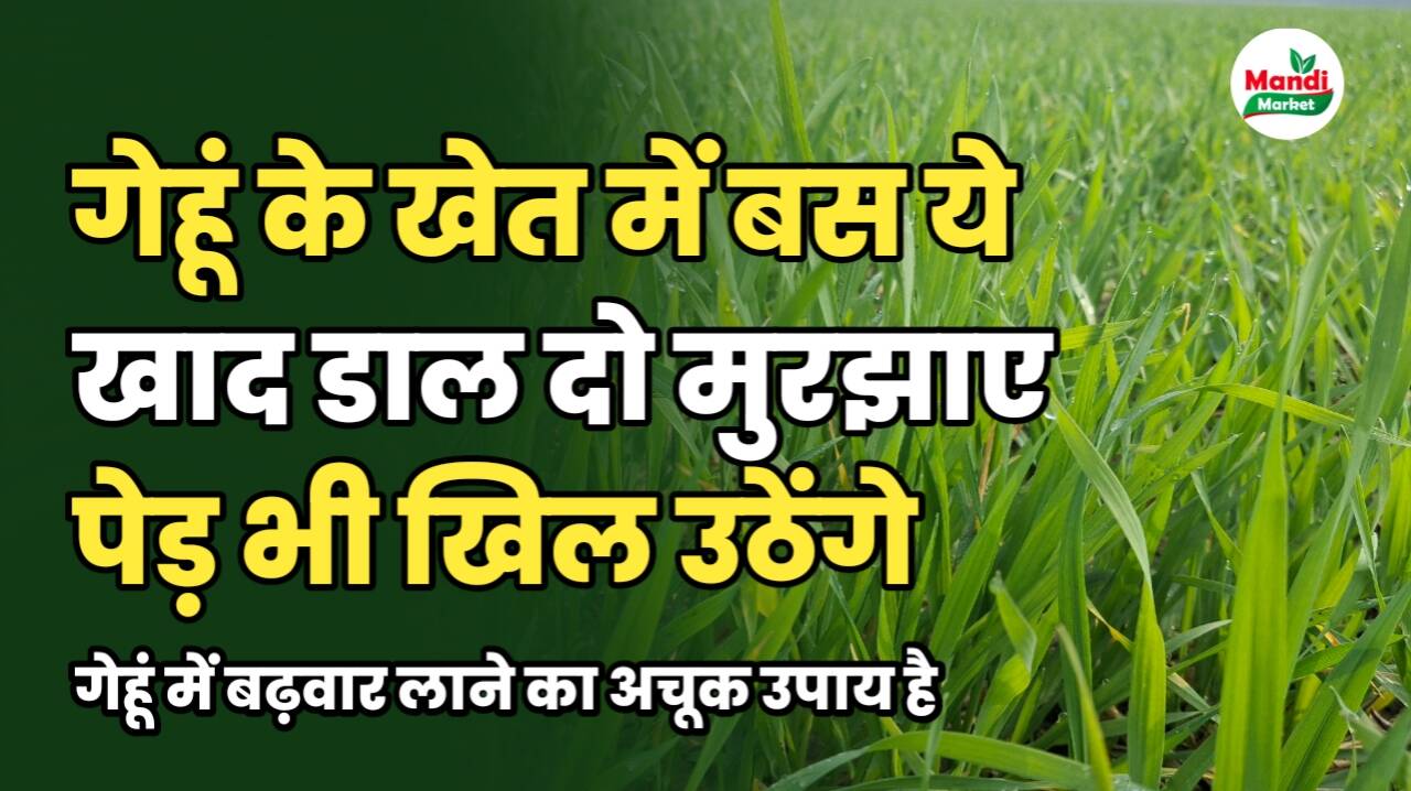 गेहूं के खेत में बस ये खाद डाल दो | मुरझाए पेड़ भी खिल उठेंगे
