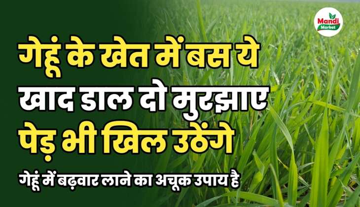 गेहूं के खेत में बस ये खाद डाल दो | मुरझाए पेड़ भी खिल उठेंगे