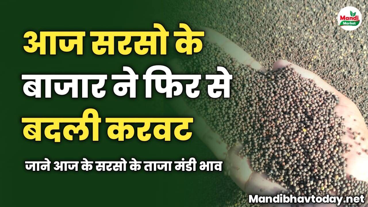 सरसो के बाजार ने फिर से बदली करवट | जाने आज के सरसो के ताजा मंडी भाव 