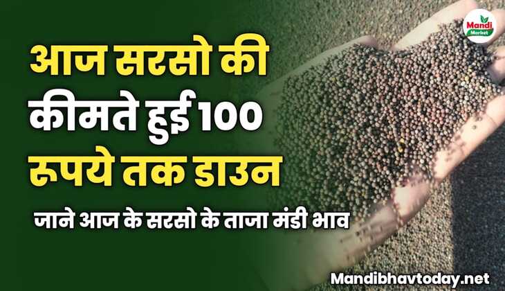 आज सरसो की कीमते हुई 100 रूपये तक डाउन | जाने आज के सरसो के ताजा मंडी भाव 