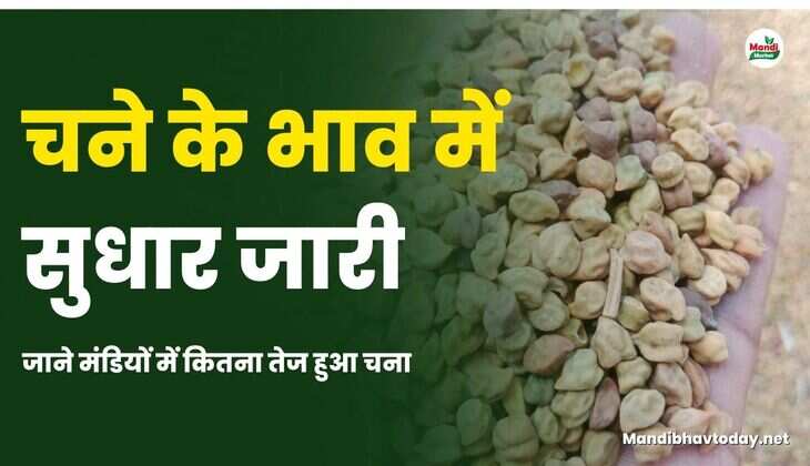 जाने मंडियों में कितना तेज हुआ चना