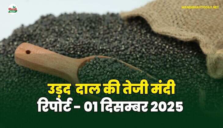 उड़द दाल की तेजी मंदी रिपोर्ट  - 01 दिसम्बर 2025