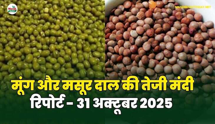 मूँग और मसूर दाल की तेजी मंदी रिपोर्ट - 31 अक्टूबर 2025 