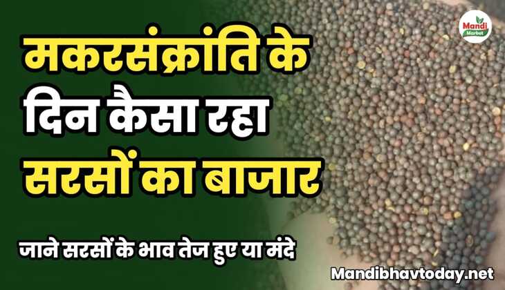 मकरसंक्रांति के दिन कैसा रहा सरसों का बाजार | जाने  सरसों के भाव तेज हुए या मंदे