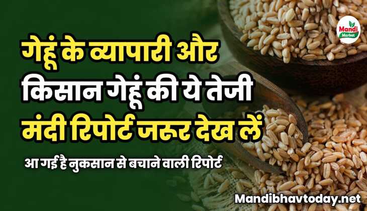 गेहूं के व्यापारी और किसान गेहूं की ये तेजी मंदी रिपोर्ट जरूर देख लें | नुकसान से बचाने वाली रिपोर्ट
