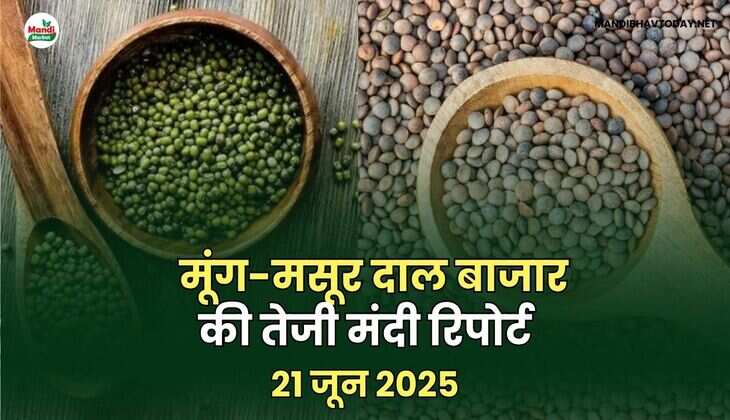 मूंग-मसूर तेजी मंदी रिपोर्ट -21 जून 2025