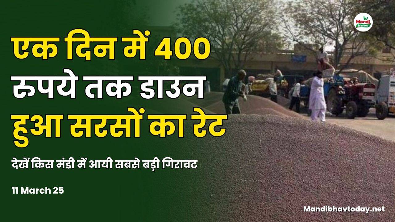 11 March 25 सरसों भाव