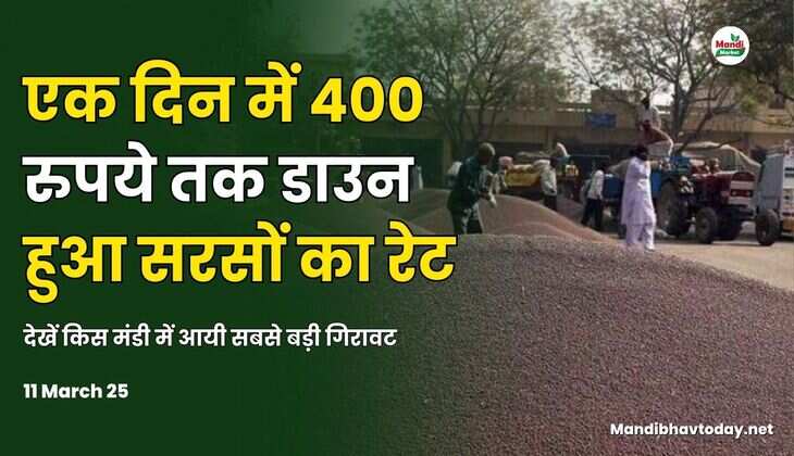 11 March 25 सरसों भाव 