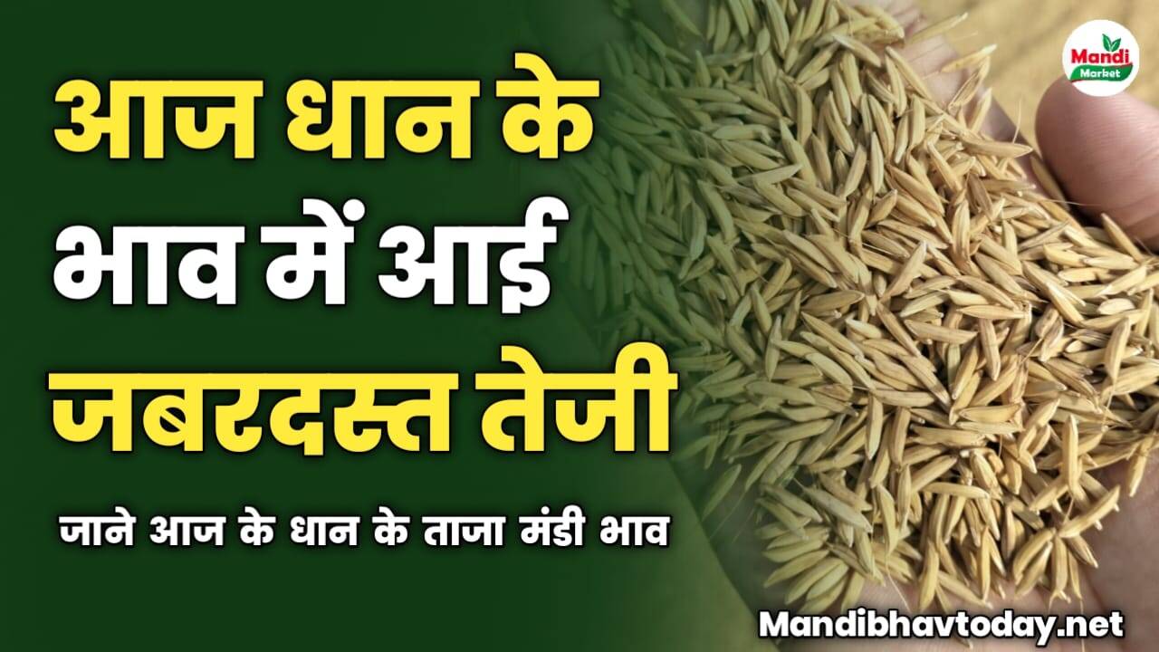 आज धान के भाव में आई जबरदस्त तेजी | जाने आज के धान के ताजा मंडी भाव
