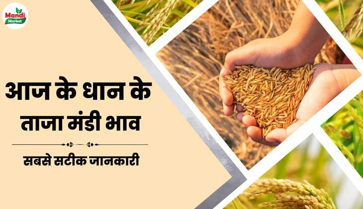 देखे आज के धान के ताजा मंडी भाव | dhan ke bhav 10 April 2024