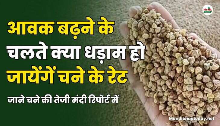 आवक बढ़ने के चलते क्या धड़ाम हो जायेंगें चने के रेट | जाने चने की तेजी मंदी रिपोर्ट में