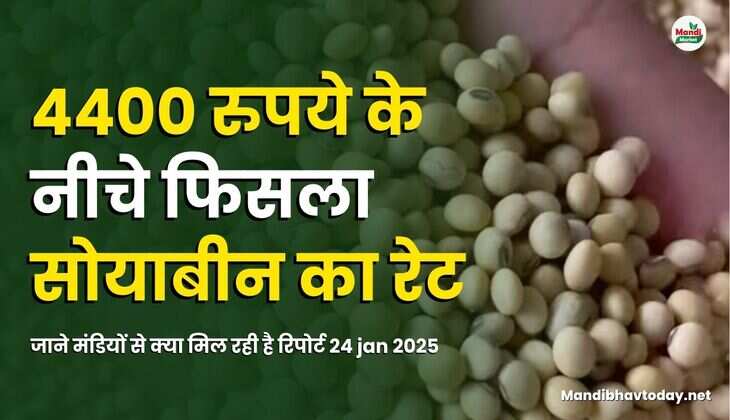 जाने मंडियों से क्या मिल रही है रिपोर्ट  24 jan 2025