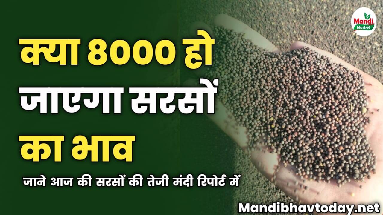 क्या 8000 हो जाएगा सरसों का भाव? जाने आज की सरसों की तेजी मंदी रिपोर्ट में