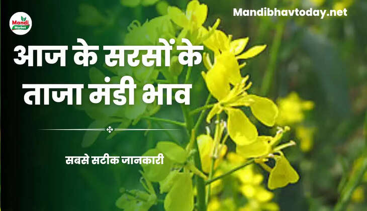 आज सरसों के रेट Sarso Live Rate Today 25 Apr 2023 