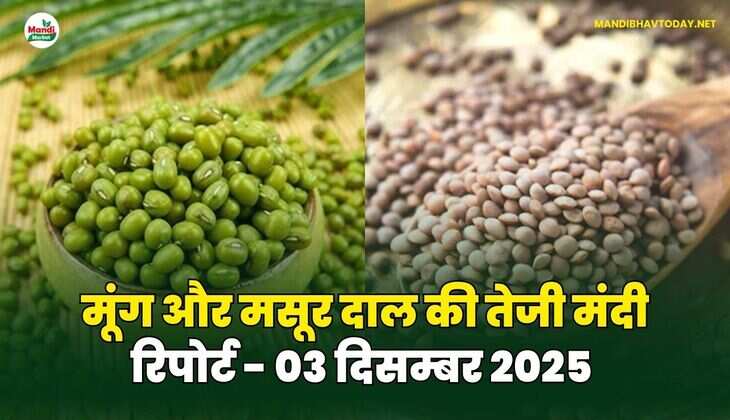 मूंग मसूर दाल की तेजी मंदी रिपोर्ट - 03 दिसम्बर 2025 
