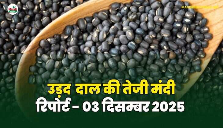 उड़द दाल की तेजी मंदी रिपोर्ट  - 03 दिसम्बर 2025