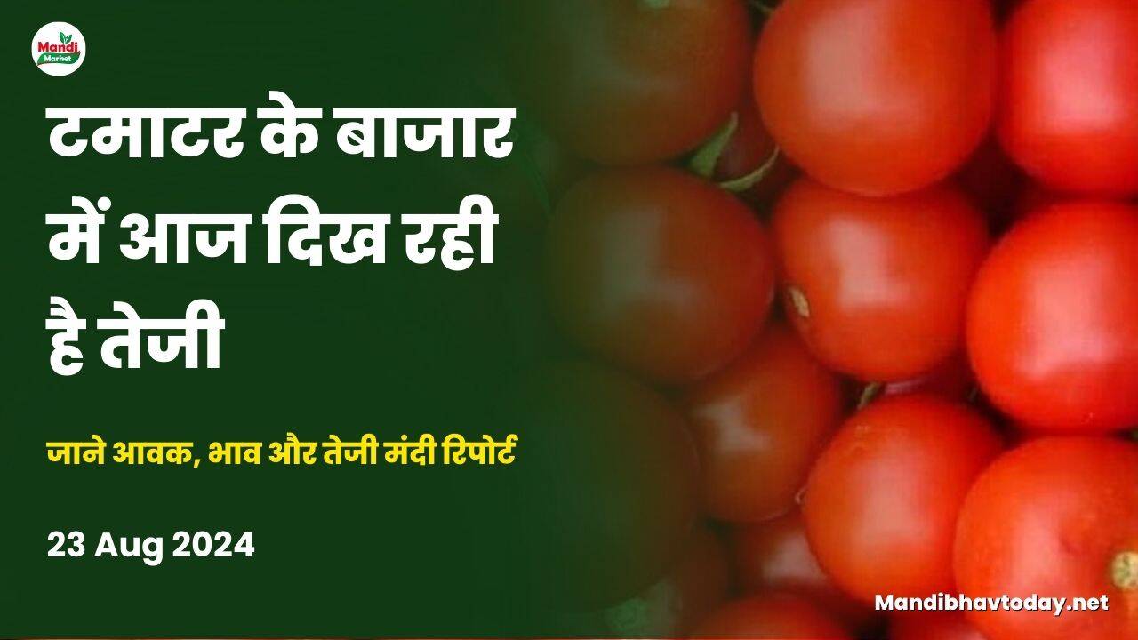 जाने आवक, भाव और तेजी मंदी रिपोर्ट