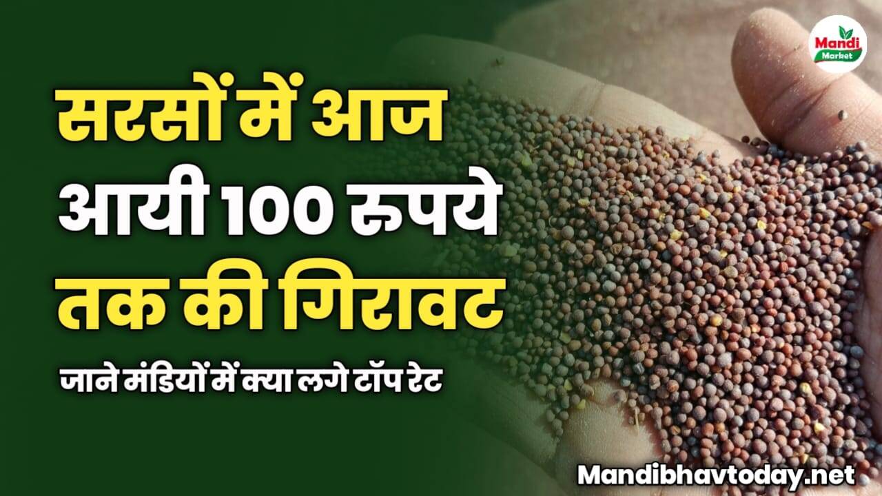 सरसों में आज आयी 100 रुपये तक की गिरावट | जाने मंडियों में क्या लगे टॉप रेट