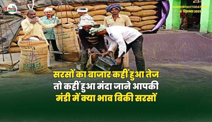 सरसों का बाजार कहीं हुआ तेज तो कहीं हुआ मंदा | जाने आपकी मंडी में क्या भाव बिकी सरसों