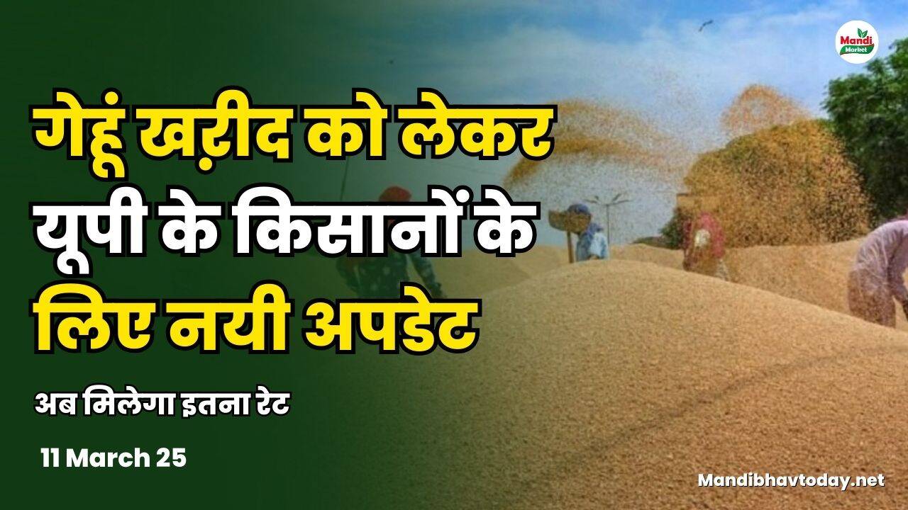 गेहूं खऱीद को लेकर यूपी के किसानों के लिए नयी अपडेट | अब मिलेगा इतना रेट