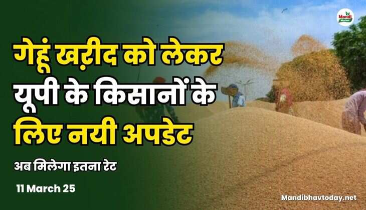 गेहूं खऱीद को लेकर यूपी के किसानों के लिए नयी अपडेट | अब मिलेगा इतना रेट