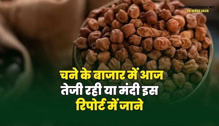 चने के बाजार में आज तेजी रही या मंदी | इस रिपोर्ट में जाने