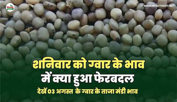 शनिवार को ग्वार के भाव में क्या हुआ फेरबदल | देखें आज ग्वार के ताजा मंडी भाव तेजी मंदी के साथ