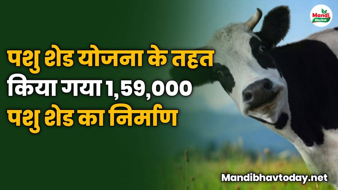 पशु शेड योजना के तहत किया गया 1,59,000 पशु शेड का निर्माण | देखे पूरी जानकरी इस रिपोर्ट में 