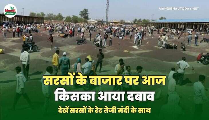 सरसों 