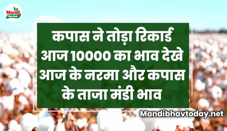 कपास ने तोड़ा रिकार्ड आज 10000 का भाव देखे आज के नरमा और कपास के ताजा मंडी भाव 31 December 2022