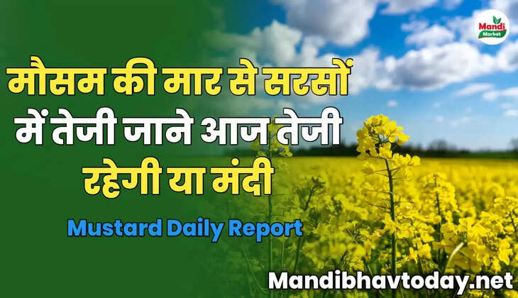 मौसम की मार से सरसों में तेजी | जाने आज तेजी रहेगी या मंदी | Mustard Daily Report